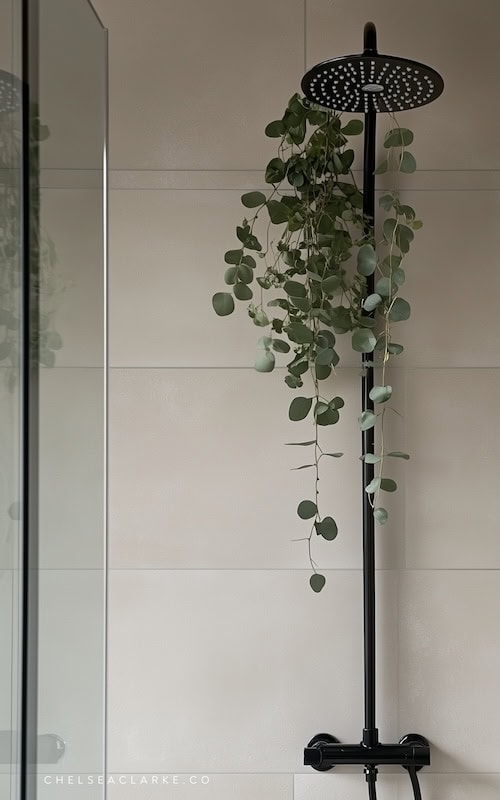 Eucalyptus Hanging in an Organic Modern Shower